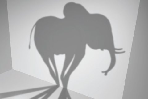 Elephant shadow.